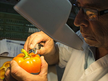 26 June 2015, Volcan of Buenos Aires of Puntarenas (184 km southeast of the capital), Costa Rica - The technician Rodrigo Mata SFE oversees export chilies agreement by applying a systems approach to export to the United States sweet chili (Chillies).
