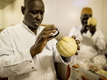 29 May 2015, Dakar, Senegal -  A phytosanitary head technician of the Phytosanitary verification unit at the international airport in Dakar inspecting melons using a magnifier in a cold room storage. Strict phytosanitary checks are run on every good of vegetal nature and as well on fruit and wood entering the country to avoid risk of altering the endemic flora and fauna species. Conformity checks are run instead on all the goods that are exported or re-exported to make sure they comply with the quality requirements and the phytosanitary standards of the country where the goods are exported. Foundation Origin Senegal (FOS) supervise the quality checks in the country from the very point of collection, on the different orchards and vegetable gardens of the country, until the very last moment before boarding cargos for the four corners of the world.