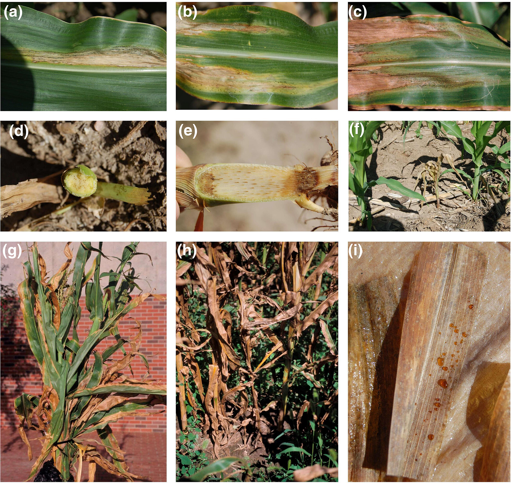 Clavibacter nebraskensis - Goss's wilt of maize