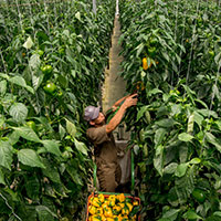 Worker collecting yellow peppers in a greenhouse.