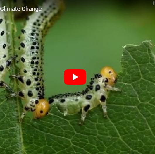 Video Plant Health and Climate Change.