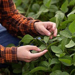 Plant scientist in greenhouse